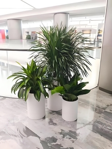 宁波鄞州绿植租赁方案